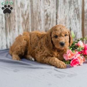 Teresa, Mini Goldendoodle Puppy